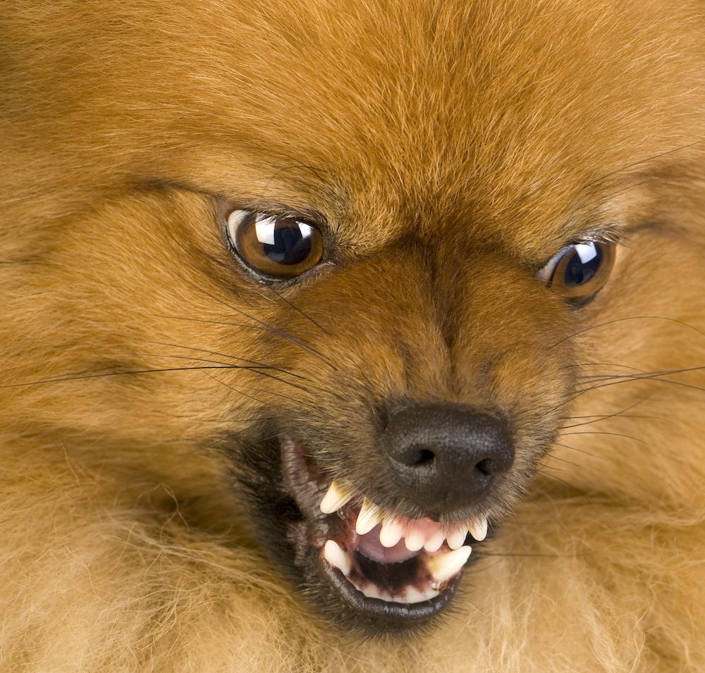 Rage Syndrome in Dogs